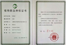 XR868植物新品种权证书